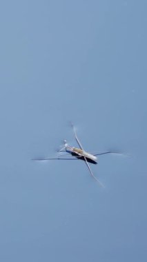 Göl yüzeyindeki su yürüyüşçüleri (Gerridae türleri), kapatın.