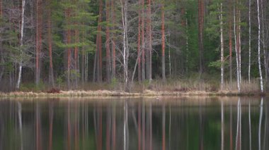 Finlandiya 'da çam ormanlarıyla çevrili sakin bir gölde kuş yüzme ve dalış.