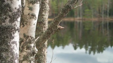 Finlandiya ormanlarında göl kenarındaki huş ağaçları
