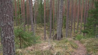Evo yürüyüş alanı, Hameenlinna, Finlandiya 'daki çam ormanlarından geçen bir patikanın görüntüsü..