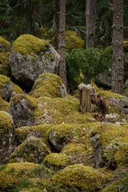 Evo Hiking Alanı, Hameenlinna, Finlandiya 'da yeşil yosun kaplı kaya yığınları.