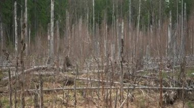 Sayısız ağacın koptuğu ve gövdelerinin yarısına kadar düştüğü bir orman manzarası.