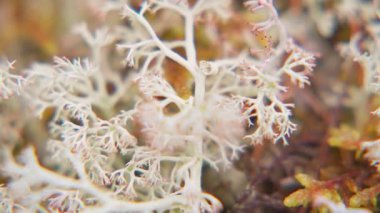 Cladonia arbuscula, fundalık liken