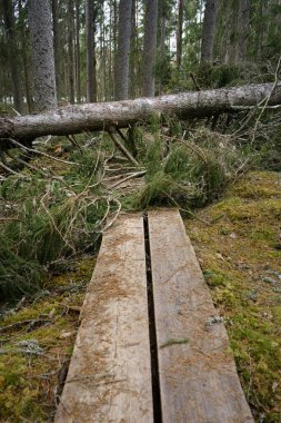 Kotiset Doğa Koruma Alanı, Evo, Finlandiya 'da tahta yolu kapatan devrilmiş ağaç..