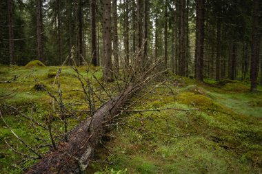 Fin çam ormanında devrilmiş bir ağaç.