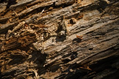 Çürüyen ağaç gövdesinin yüzeyi, kapatın.