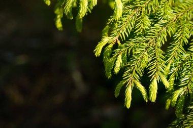 Fotokopi alanı ile genç ladin ipuçlarının yakın görünümü