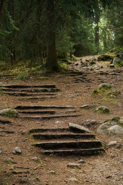 Rocky, Finlandiya 'da Hyvinkaa' da bir orman yolunda öncülük ediyor..