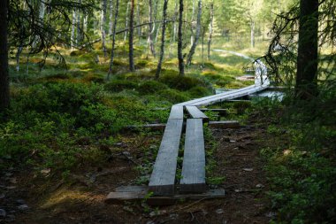 Tahta patika sabahın erken saatlerinde bir ormanın içinden geçiyor. Orimattila, Finlandiya