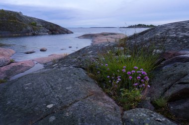 Finlandiya 'nın Hanko kıyısındaki kayaların arasında açan parlak kır çiçekleri