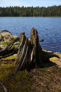 Güneşli bir yaz gününde Finlandiya 'da sakin bir gölün kıyısında çürümüş bir ağaç kütüğü.