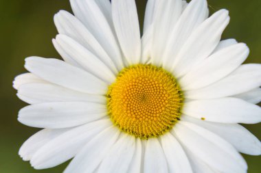 Bir öküz gözü papatyasının (Leucanthemum vulgare), açık havada, doğal ışıkta..