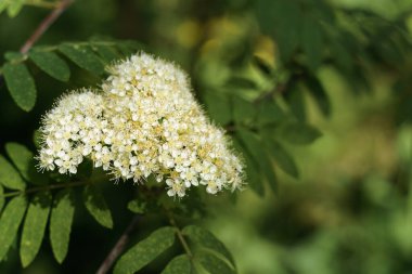 Rowan 'ın çiçek açan beyaz çiçeklerine yaklaş (Sorbus aucuparia)