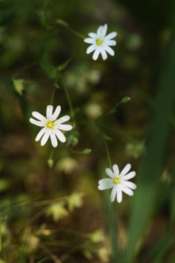 Doğada çiçek açan Greater Starwort 'a (Rabelera holostea) yakın plan