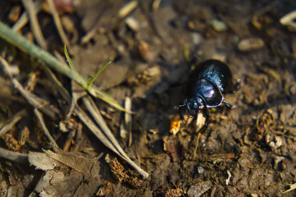 Dor böceği orman zemininde yakın çekim makrosu