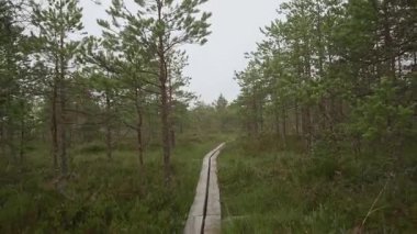 Finlandiya 'daki Puurijarvi-Isosuo Ulusal Parkı' ndaki bataklıkta el kamerasıyla yürüme