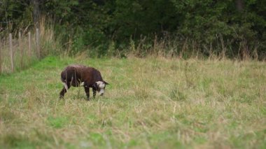 Üç koyun çitin yanında ot yiyor..