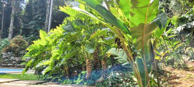 Evin dış avlusundaki tropik bahçe, bahçeyle süslenmiş ev.