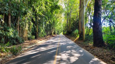 Ormanın ortasında iki yönlü yol, otoban arka planı.