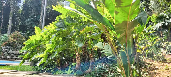 房子外面的热带花园 装饰花园的房子 — 图库照片