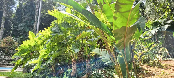 Tropical Garden External Patio House House Decorated Garden — Stock Photo, Image