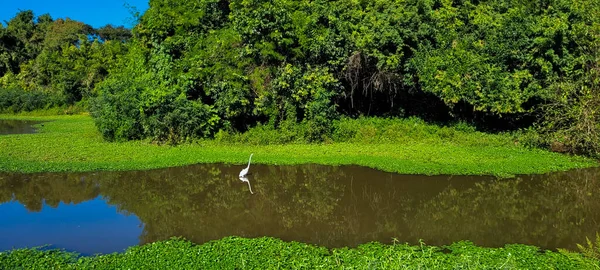 Bitki Örtüsü Beyaz Balıkçıl Ile Tropik Doğal Göl Güney Brezilya — Stok fotoğraf