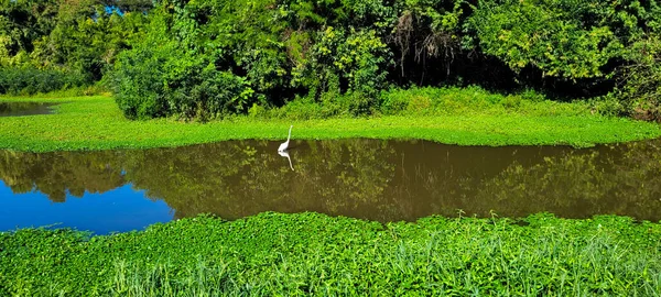 Lago Natural Tropical Con Vegetación Garza Blanca Lago Sur Brasil — Foto de Stock