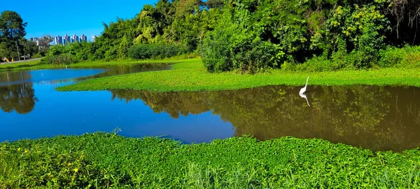 Lago Natural Tropical Con Vegetación Garza Blanca Lago Sur Brasil — Foto de Stock