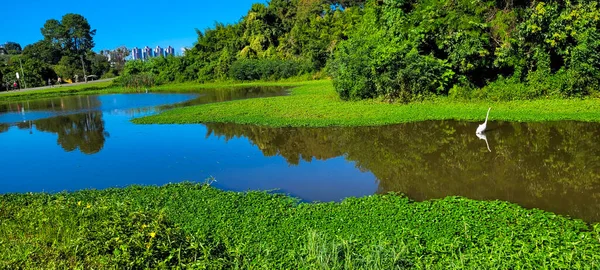 Tropisch Natuurlijk Meer Met Vegetatie Witte Zilverreiger Meer Zuid Brazilië — Stockfoto