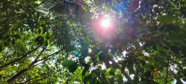 Doğanın büyüsünü yakala! Yaprakların arasında güneş ışığı yansıtan eşsiz bir görüntü. Bu büyüleyici sahne ile berraklığı ve ilhamı iletin. Şimdi alın ve projelerinizi aydınlatın..