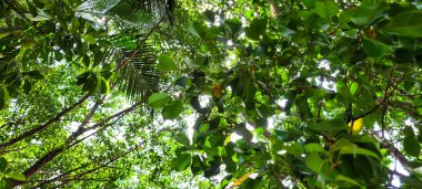 Doğanın büyüsünü yakala! Yaprakların arasında güneş ışığı yansıtan eşsiz bir görüntü. Bu büyüleyici sahne ile berraklığı ve ilhamı iletin. Şimdi alın ve projelerinizi aydınlatın..