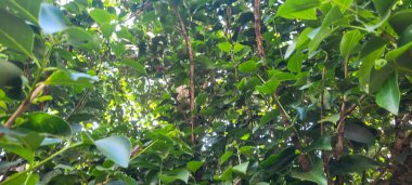 Doğanın büyüsünü yakala! Yaprakların arasında güneş ışığı yansıtan eşsiz bir görüntü. Bu büyüleyici sahne ile berraklığı ve ilhamı iletin. Şimdi alın ve projelerinizi aydınlatın..