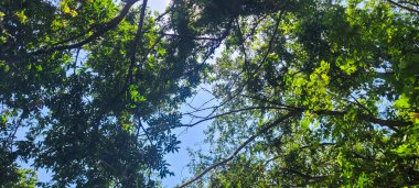 Doğanın büyüsünü yakala! Yaprakların arasında güneş ışığı yansıtan eşsiz bir görüntü. Bu büyüleyici sahne ile berraklığı ve ilhamı iletin. Şimdi alın ve projelerinizi aydınlatın..