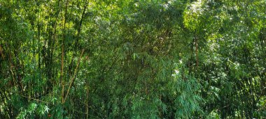 Doğanın büyüsünü yakala! Yaprakların arasında güneş ışığı yansıtan eşsiz bir görüntü. Bu büyüleyici sahne ile berraklığı ve ilhamı iletin. Şimdi alın ve projelerinizi aydınlatın..