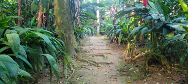 Brezilya 'da Ubatuba' da bir plajda tropikal doğanın ortasında