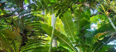 Güneşli bir günde, Brezilya sahillerinde, tropik palmiye ağaçları 