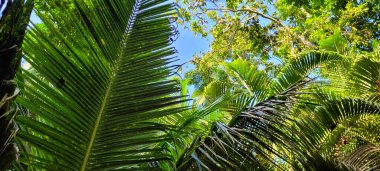 Güneşli bir günde, Brezilya sahillerinde, tropik palmiye ağaçları 