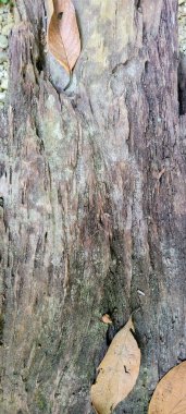 Yeşil mantarlı kuru odun ve nem.