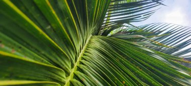Güneşli bir günde, Brezilya sahillerinde, tropik palmiye ağaçları 