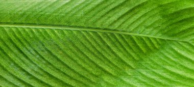 Itamambuca 'daki Ubatuba' da, Brezilya sahilindeki plaja doğru yürüyen bir kadın. 