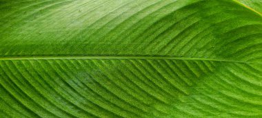 Itamambuca 'daki Ubatuba' da, Brezilya sahilindeki plaja doğru yürüyen bir kadın. 