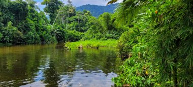 Sakin suları olan tropikal orman ve dağların ortasındaki nehir görüntüsü