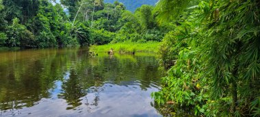 Sakin suları olan tropikal orman ve dağların ortasındaki nehir görüntüsü