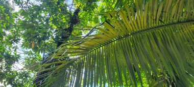 Güneşli bir günde, Brezilya sahillerinde, tropik palmiye ağaçları 