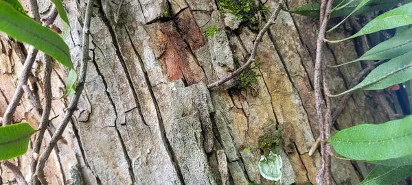 dry wood with green fungus and moisture
