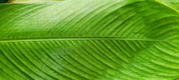 Itamambuca 'daki Ubatuba' da, Brezilya sahilindeki plaja doğru yürüyen bir kadın. 