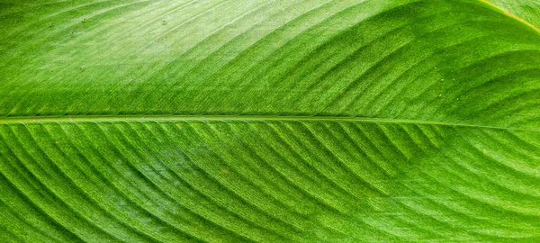 Itamambuca 'daki Ubatuba' da, Brezilya sahilindeki plaja doğru yürüyen bir kadın. 