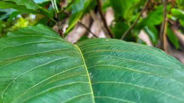 Doğanın ortasında güzel bir bitkinin yeşil yaprakları.
