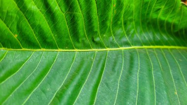 Doğanın ortasında güzel bir bitkinin yeşil yaprakları.