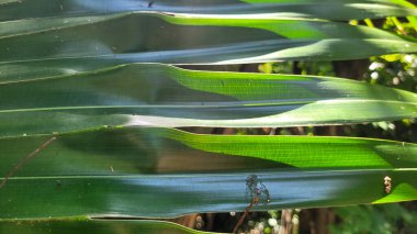 Güneşli bir günde, yeşil yapraklı.